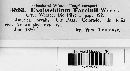 Exobasidium vaccinii image